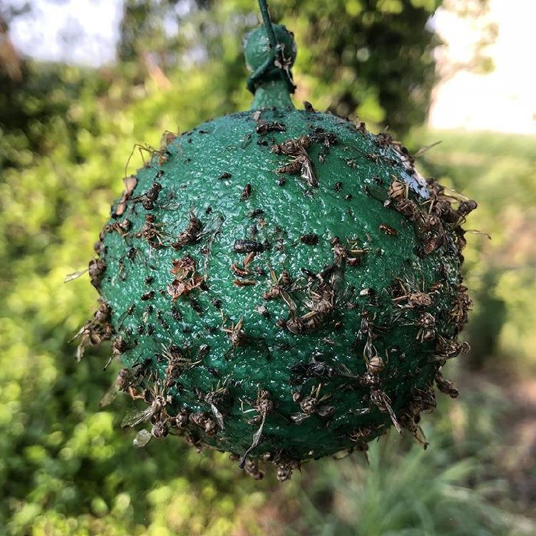 Mosquito Glue Ball Trap Mosquito Glue Ball Trap