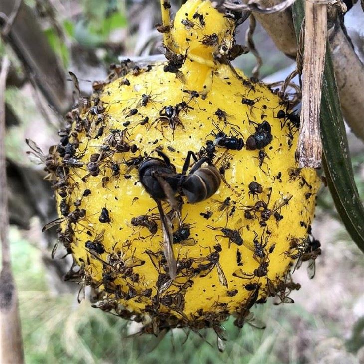 Gnat sticky Ball Trap