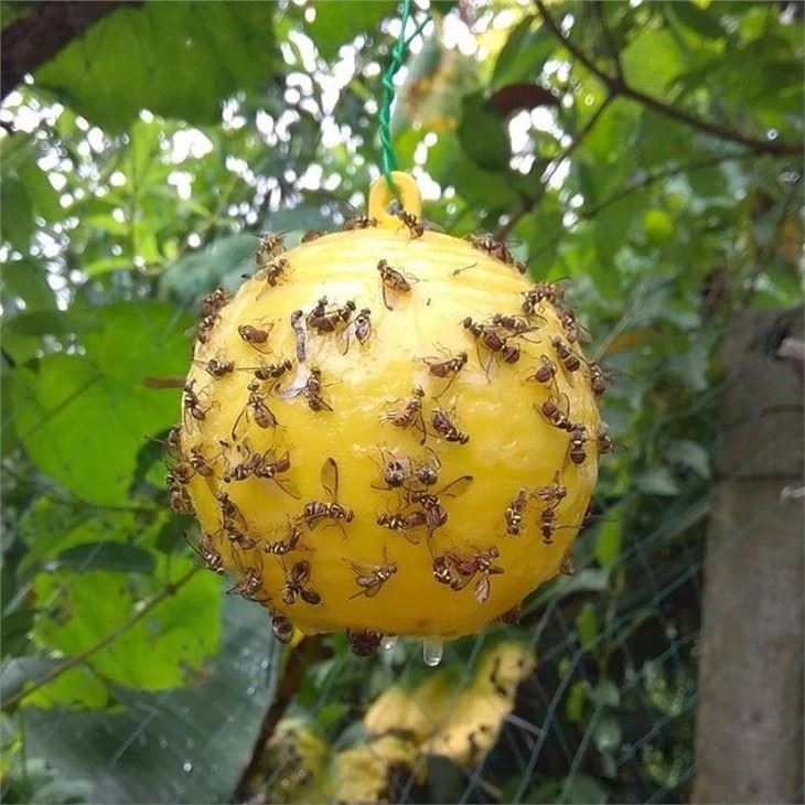 Gnat adhesive Ball Trap