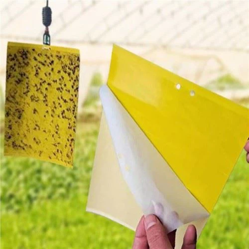 Greenhouse Mucilage Board