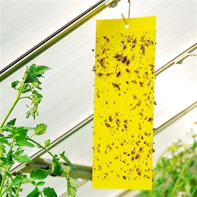 How to install yellow sticky traps?
