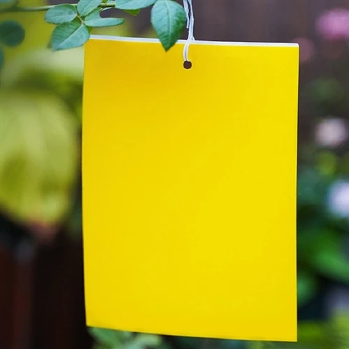 Do yellow sticky card traps work for aphids?