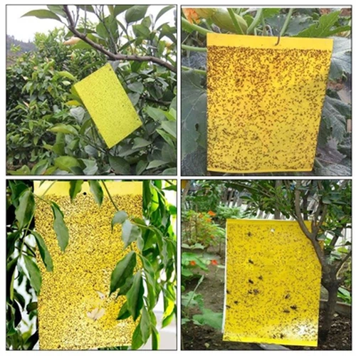 Outdoor Yellow Sticky Traps Get A Second Look As Pest Pressures Rise